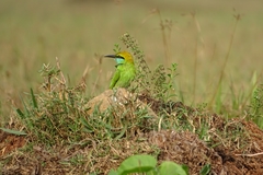 Merops orientalis