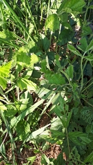 Foucartia squamulata