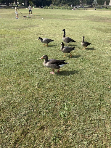 Greylag Goose