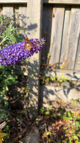 Hornet Mimic Hover Fly
