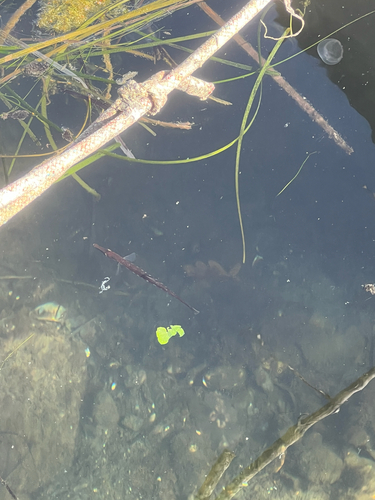 Sea Stickleback