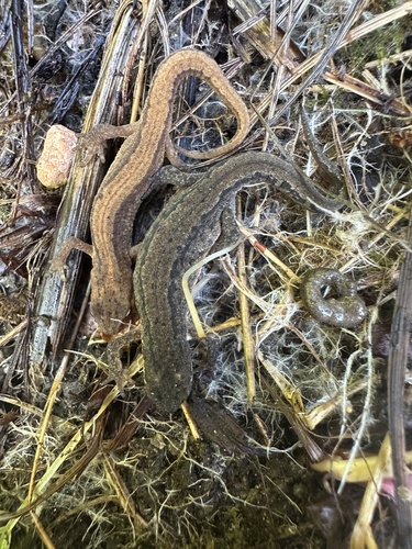 Smooth Newt