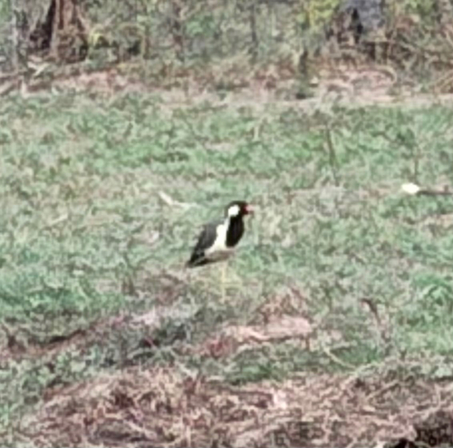 Red-wattled Lapwing
