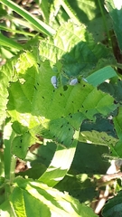 Foucartia squamulata
