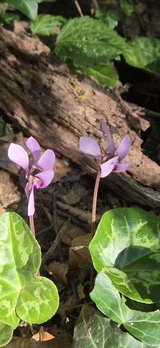 European Cyclamen