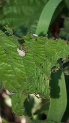 Foucartia squamulata