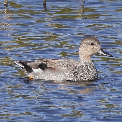 Gadwall