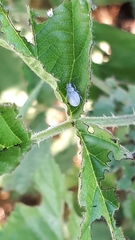Foucartia squamulata
