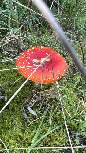 Fly Agaric