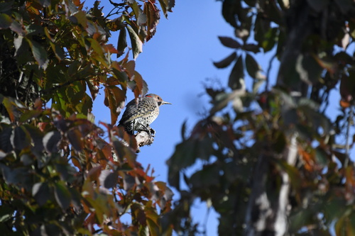Northern Flicker