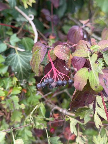 common dogwood