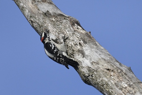 Downy Woodpecker