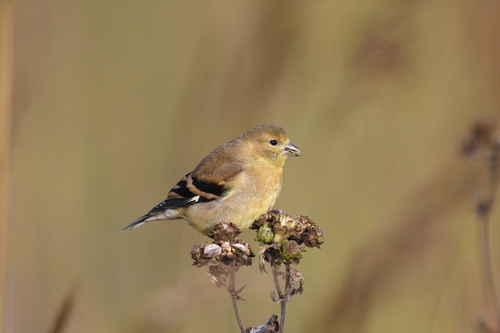 American Goldfinch