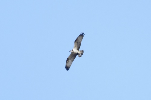 Osprey