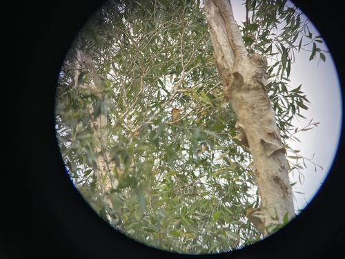 Syma torotoro observed 2026-08-31