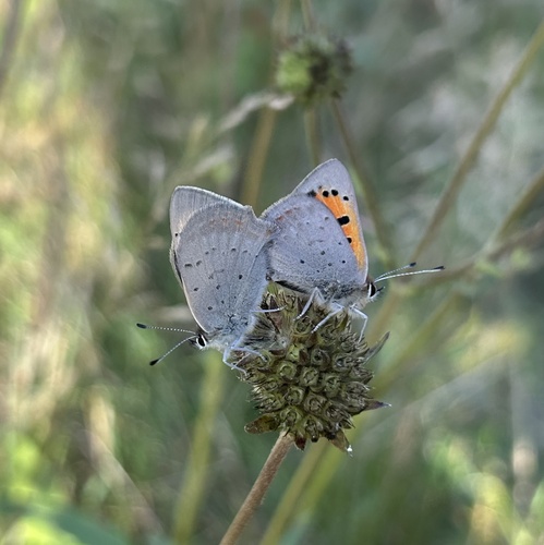 Small Copper