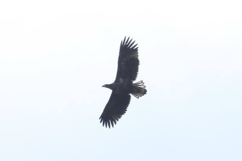 White-tailed Eagle