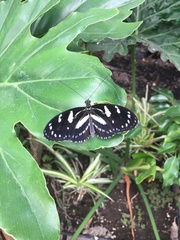 Heliconius atthis