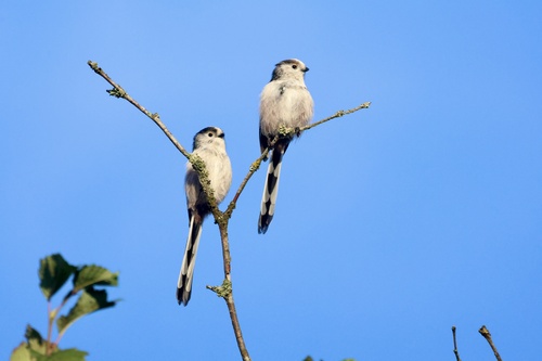 Long-tailed Tit