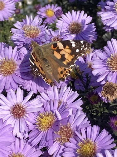 Painted Lady