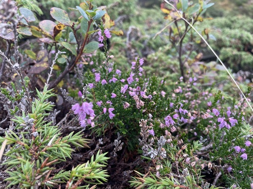 common heather