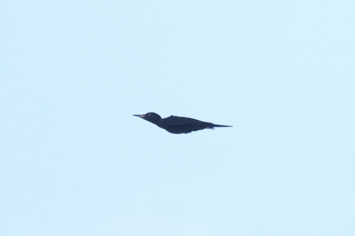 Black Woodpecker