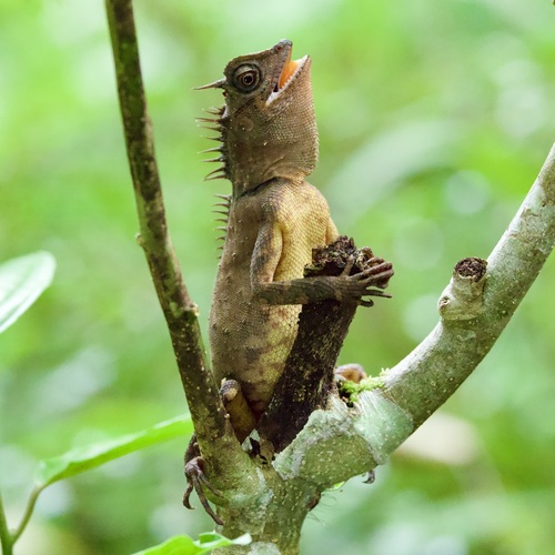 Acanthosaura armata observed 2026-09-27