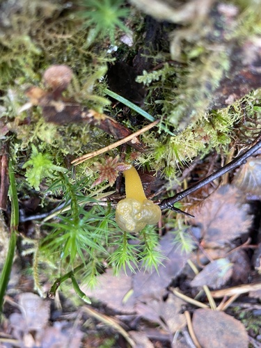 Ochre Jelly Club
