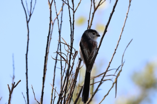 Long-tailed Tit