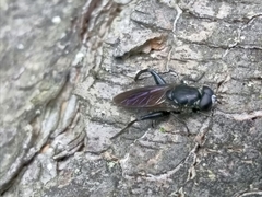 Chalcosyrphus piger