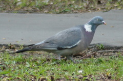 Columba palumbus