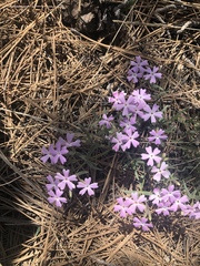 Phlox woodhousei