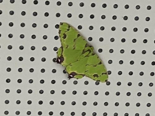 Agathia lycaenaria, 2026-09-27