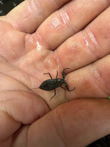 Eurasian Water Scorpion