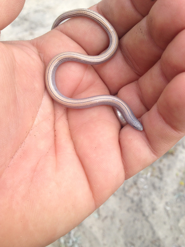 Baja California Legless Lizard