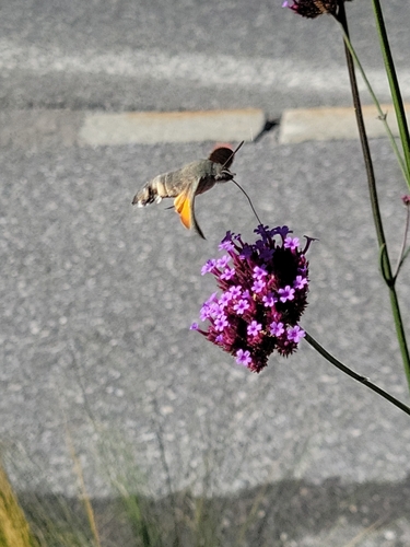 Eurasian Hummingbird Hawkmoth