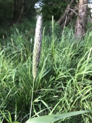 Alopecurus pratensis