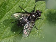 Rhinomorinia sarcophagina