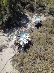 Dudleya anthonyi