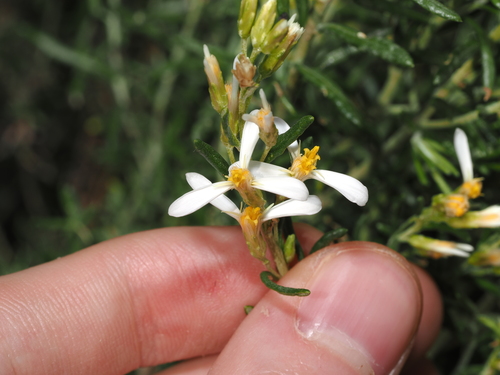 Olearia subspicata, 2026-09-20