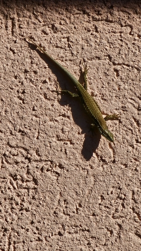 Common Wall Lizard