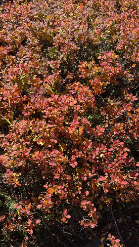 bog bilberry