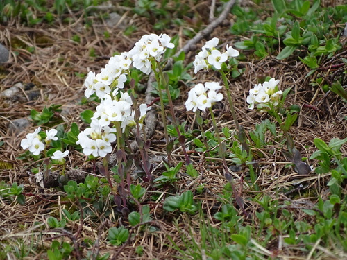 Alpine pennycress