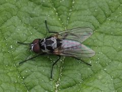 Anthomyia procellaris