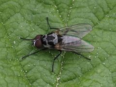 Anthomyia procellaris