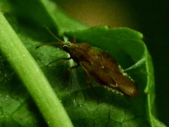 Physatocheila