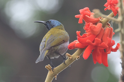 iNaturalist image