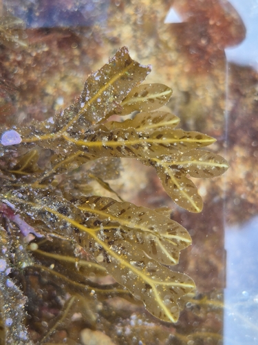 Dictyopteris polypodioides observed 2026-09-27