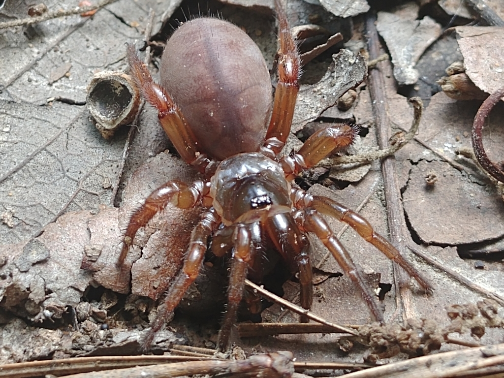 Myrmekiaphila millerae