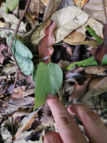 Foto de Jiboia